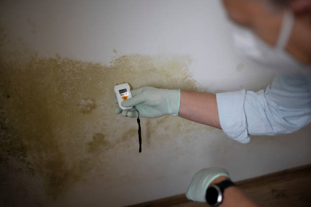 Best Professional Mold Removal  in Selbyville, DE