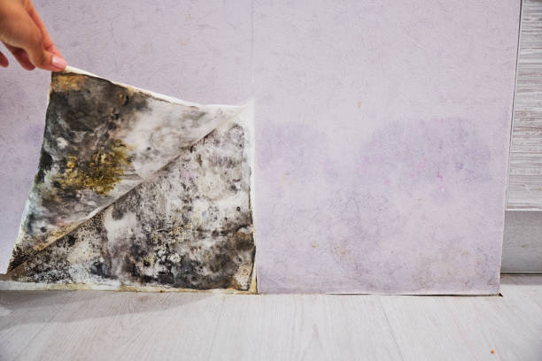Best Mold Cleaning Services  in Selbyville, DE